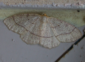 Yellow-headed Looper